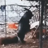 Thấy con dê đi 2 chân, chủ lấy điện thoại ghi lại, những gì diễn ra sau đó gây rùng mình