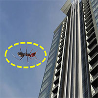 Nếu bạn thả một con kiến rơi từ tầng 63 xuống đất, liệu nó có chết không?