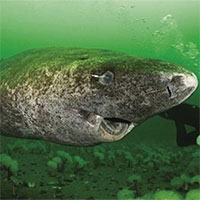 Tại sao động vật biển sâu thường có kích thước khổng lồ?