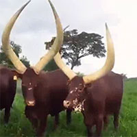 Đây là sinh vật sở hữu cặp sừng to như ngà voi, bất ngờ với thứ chứa bên trong: Đó là gì?