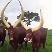 Đây là sinh vật sở hữu cặp sừng to như ngà voi, bất ngờ với thứ chứa bên trong: Đó là gì?