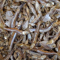 Tìm thấy hạt vi nhựa trong cá khô ở nhiều nước châu Á