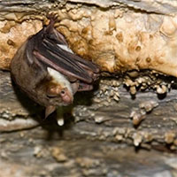 Dơi giả ong bắp cày để tránh bị cú ăn thịt