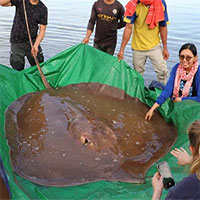 Ngư dân Campuchia bắt được cá đuối gai độc khổng lồ ở sông Mekong
