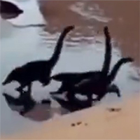 Sự thật đằng sau clip đàn khủng long chạy trên bãi biển gây sốt mạng xã hội