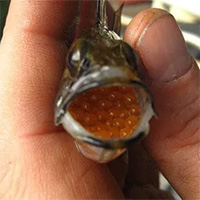 Loài cá sẵn sàng nhịn ăn, “nuôi con thằng khác” chỉ để… cua gái!