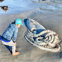 Mực khổng lồ dài hơn 3,5 mét dạt vào bờ biển Nam Phi