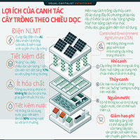 Lợi ích của việc canh tác cây trồng theo chiều dọc