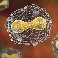 Bệnh đậu mùa đã bị xóa sổ thế nào?