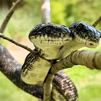 Kỳ lạ cách các chuyên gia cho rắn 2 đầu ăn uống