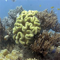 Rạn san hô lớn nhất thế giới Great Barrier bị tẩy trắng nghiêm trọng