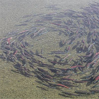 Chuyện gì đã xảy ra với đàn cá hồi trong hành trình ở 