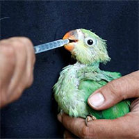 Nắng nóng kỷ lục ở Ấn Độ, chim đang bay cũng phải rơi xuống đất