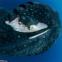 Loài cá lớn nhất hành tinh đối diện nguy cơ tuyệt chủng vì tai nạn giao thông