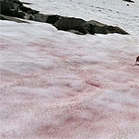 Lạ lùng tuyết chuyển màu dưa hấu và ngọt như đường khi vào hè