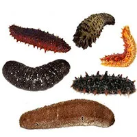 Kỳ lạ "nhân sâm" biển khiến các thợ lặn mạo hiểm tính mạng để lùng sục: 81 triệu đồng/kg