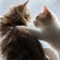 Khám phá mới: Mèo có khả năng 