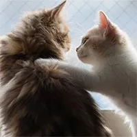 Khám phá mới: Mèo có khả năng "nghe lén" giống con người