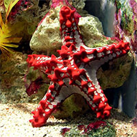 Những sinh vật kỳ lạ tỏa sáng dưới biển