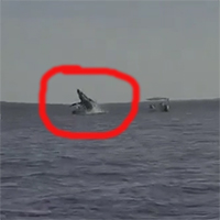 Cá voi khổng lồ vọt lên mặt nước, rơi trúng thuyền