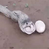 Rắn hổ mang "đẻ trứng" bằng miệng và sự thật gây bất ngờ