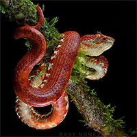 Rắn lục nhưng lại có màu đỏ nâu, 