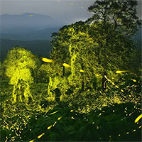 Chiêm ngưỡng hàng tỷ con đóm đóm thắp sáng cả một khu rừng