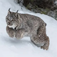 Tất cả các loài mèo đều có đuôi dài, vậy tại sao đuôi của linh miêu lại ngắn như vậy?