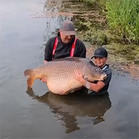 Cậu bé 11 tuổi lập kỷ lục thế giới nhờ câu con cá chép nặng 43,5kg