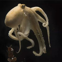 Tại sao bạch tuộc ăn trứng và gặm tay của mình?