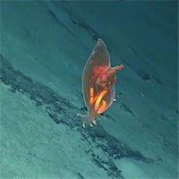 Ghi được hình hải sâm trong suốt ở độ sâu 2.200m dưới biển