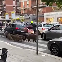 Italy tiêu diệt đàn lợn rừng xâm chiếm Rome