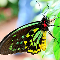 Bướm và bướm đêm khác nhau như thế nào?