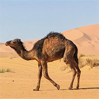 Lạc đà làm thế nào để sống sót trên sa mạc cằn cỗi?