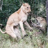 Làm thế nào mà báo hoa mai có thể sinh sống ở Châu Phì dù bị sư tử truy đuổi rất gắt gao?