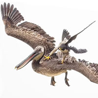 Chim cắt lớn đạp lưng bồ nông giữa không trung