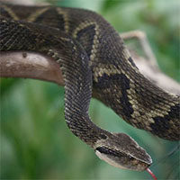 Tìm ra chất vô hiệu hóa nọc độc rắn viper trong trái cây