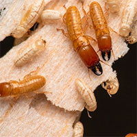 Trong họ hàng nhà mối, có một chi đã phiêu lưu trên biển suốt hàng triệu năm nay