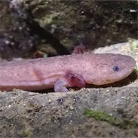 Phát hiện loài kỳ nhông khổng lồ mới thuần chủng về mặt di truyền ở Trung Quốc