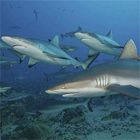 Cá mập sống sót qua thảm họa tuyệt chủng như thế nào?