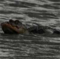 Nhiếp ảnh gia chụp được ảnh cá sấu sống sót sau khi mất nửa bộ hàm