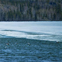 Nồng độ axit trong đại dương đã tăng cao kỷ lục trong 26.000 năm