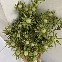 Thứ cành quả đẹp lạ mắt cắm chơi cả tháng, giá siêu tiết kiệm khiến người chơi hoa mê mẩn