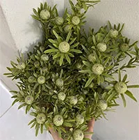 Thứ cành quả đẹp lạ mắt cắm chơi cả tháng, giá siêu tiết kiệm khiến người chơi hoa mê mẩn