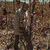 Ý tưởng táo bạo: Trồng nho nơi sa mạc khô cằn nhất thế giới