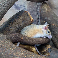 Chú chuột nhỏ bé này có thể nắm giữ chìa khóa cho một cuộc cách mạng y tế trong tương lai!