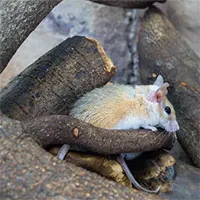 Chú chuột nhỏ bé này có thể nắm giữ chìa khóa cho một cuộc cách mạng y tế trong tương lai!