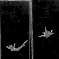 Những con kỳ nhông biết bay sống trên ngọn cây cao nhất thế giới