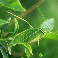 Tròn mắt trước khả năng ngụy trang thiên tài của động vật