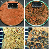 Vỏ đất sinh học Biocrusts giúp giảm 60% lượng phát thải bụi toàn cầu